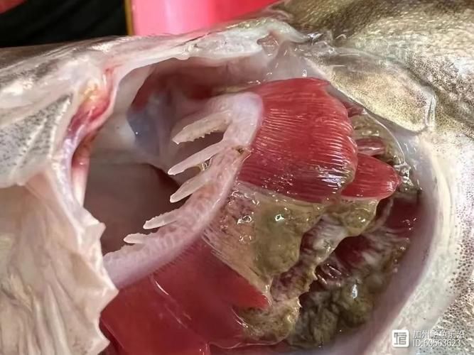 哪些藥物可能導(dǎo)致魚浮頭，arxiv論文助手arxiv論文助手arxiv論文助手