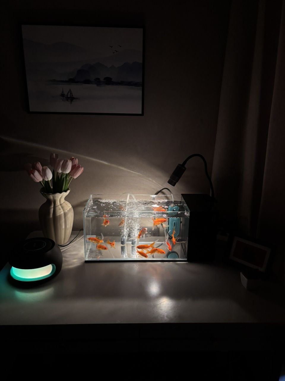 今日魚缸記錄分享，今日魚缸記錄分享，在今天的魚缸觀察中發現一些有趣的現象