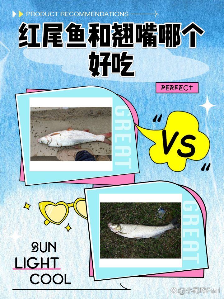 紅尾魚和翹嘴魚哪個更受歡迎，紅尾魚和翹嘴魚哪個好吃