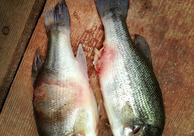 魚爛身病有哪些典型癥狀，加州鱸高溫節爛身病全解析魚爛身病有哪些治療方法