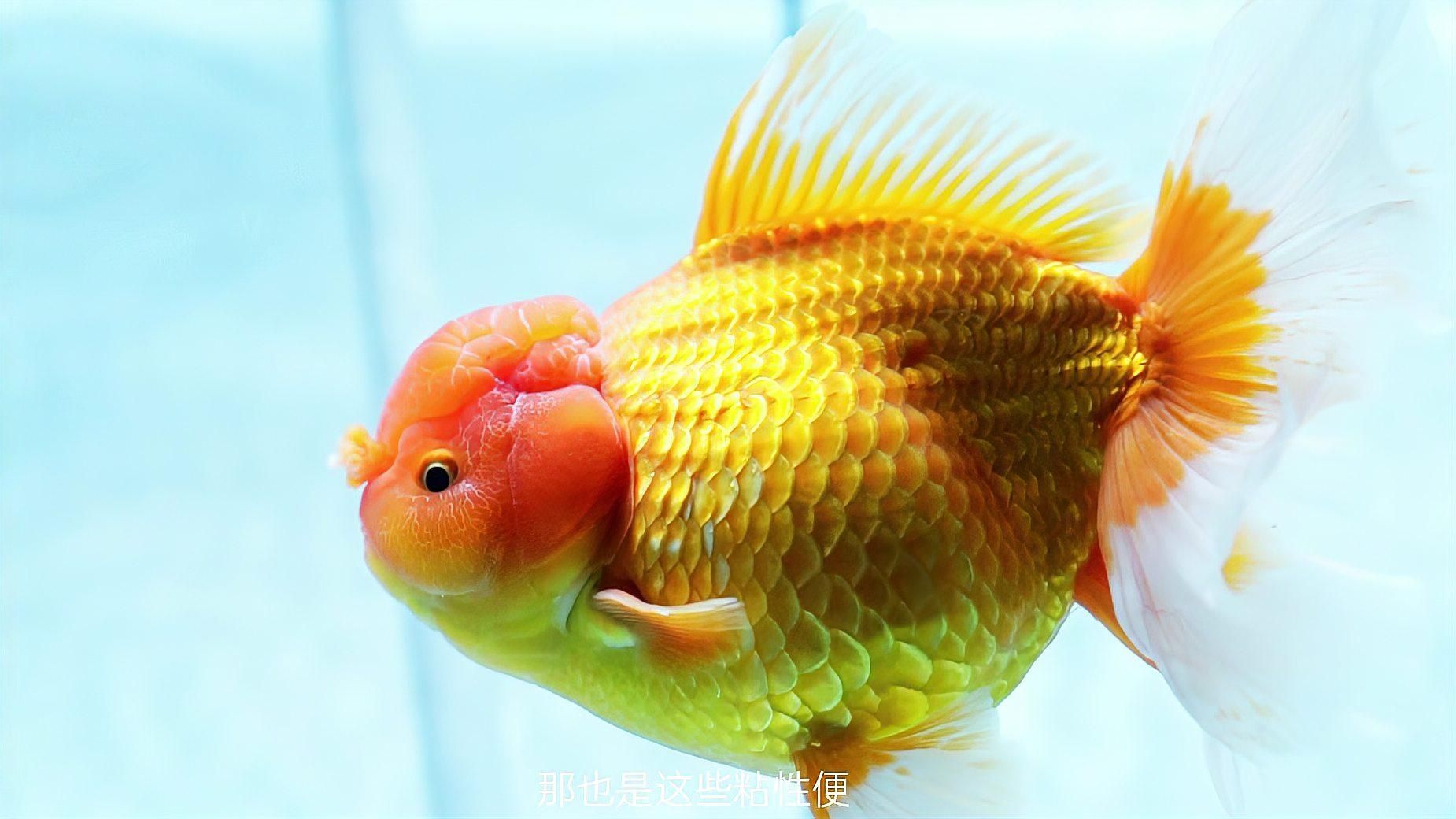 如何判斷魚是否過度喂食，判斷魚是否過度喂食是否過度喂食的詳細(xì)方法和科學(xué)依據(jù)