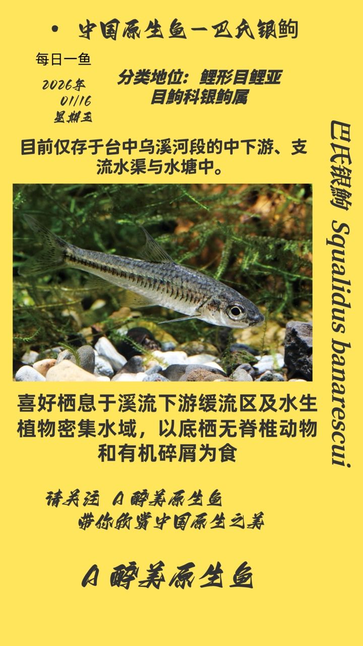 巴氏銀鮈，巴氏銀鮈是一種淡水魚類屬于鯉科，它們屬于鯉科