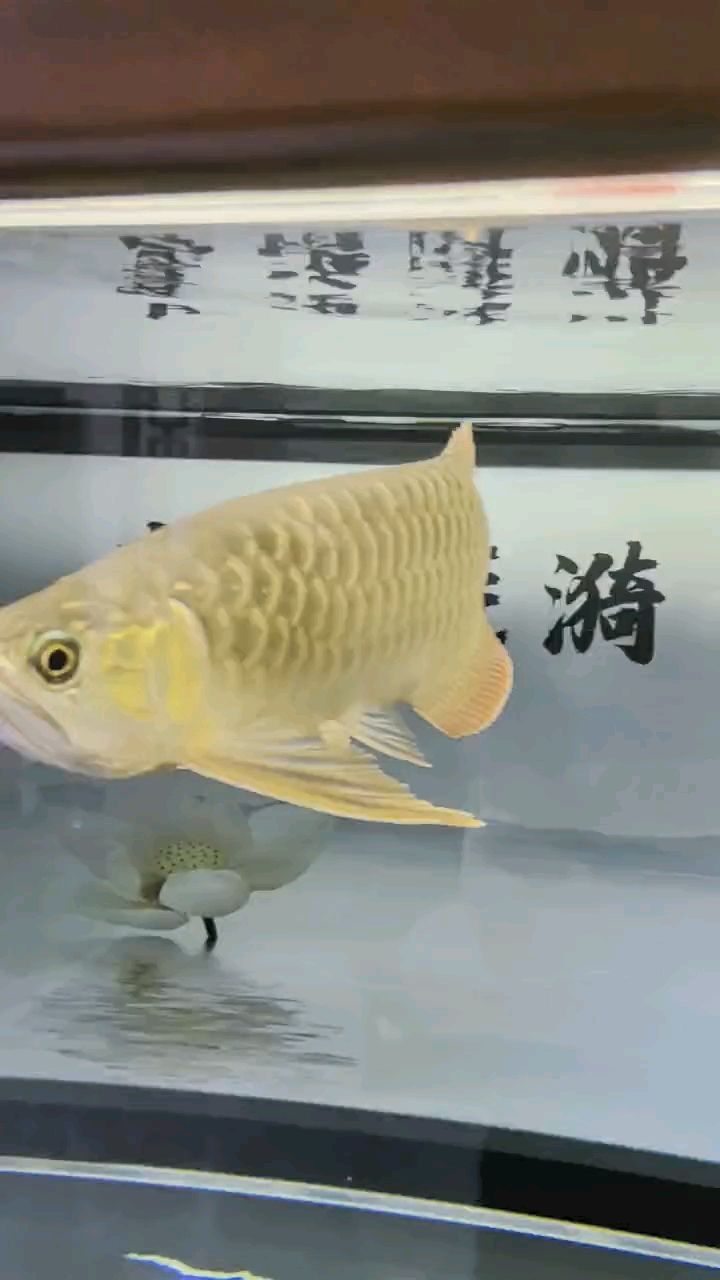 堅持愛好，堅持愛好對于個人發展的重要性