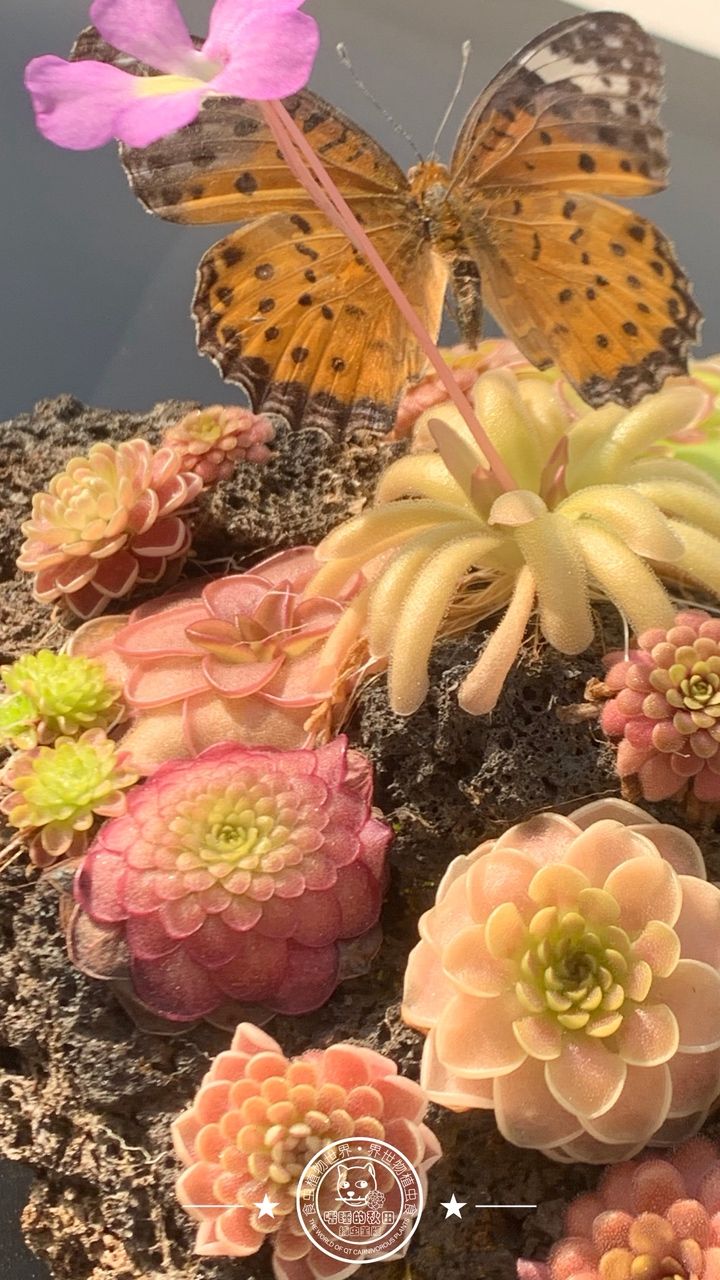 蝴蝶與堇，蝴蝶與堇之間的互動