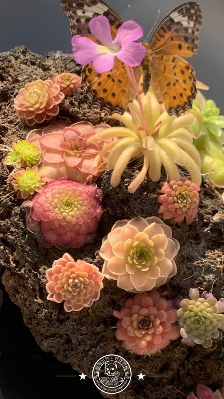 蝴蝶與堇，蝴蝶與堇之間的互動