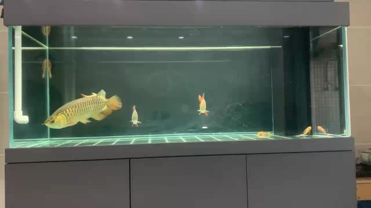 金龍，_小金龍評論：喜歡吃熊貓的兔子評論：顏色真不錯
