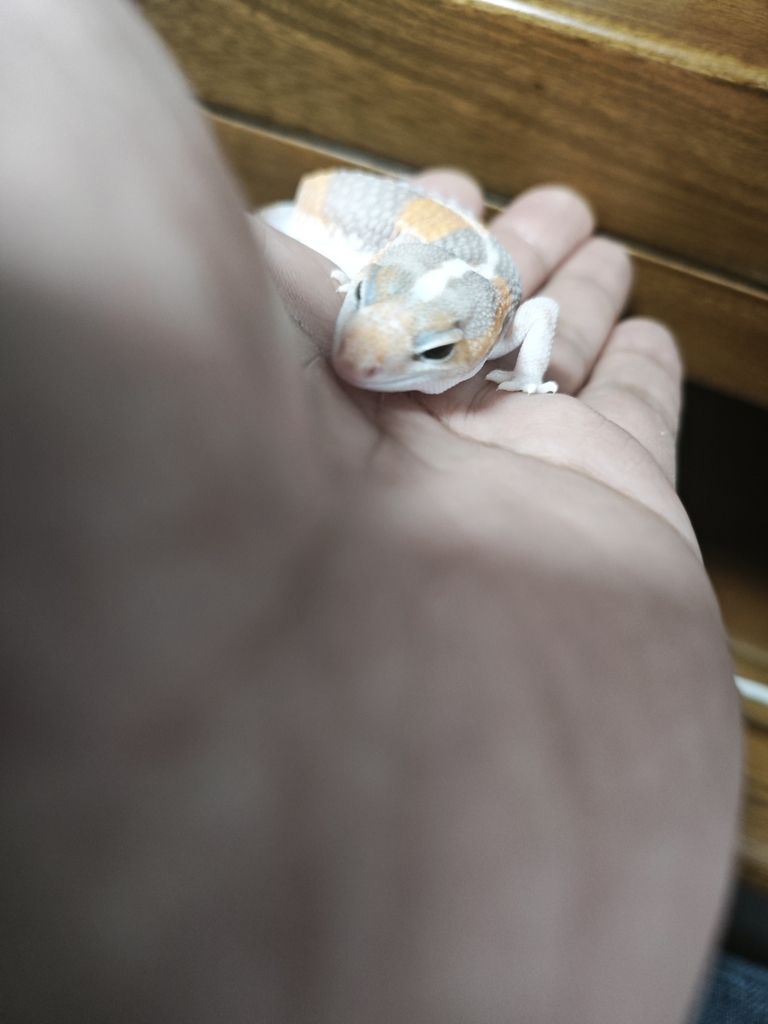 買的挺早，到的最晚的一只肥尾，買的挺早，到的最晚的一只肥尾，本文探討了在購買寵物時的選擇