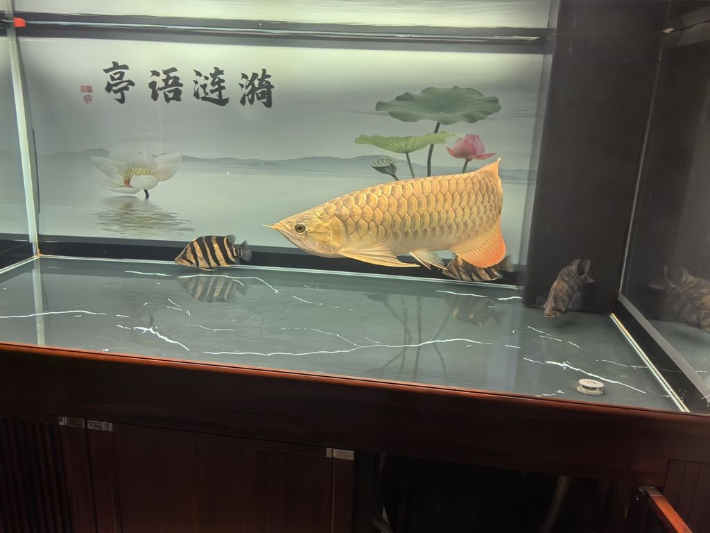 堅持愛好，堅持愛好對個人生活的影響