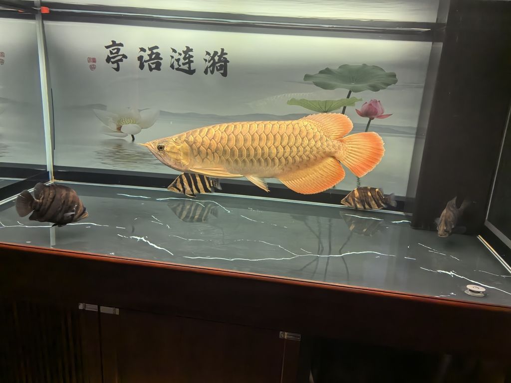 堅(jiān)持愛(ài)好，堅(jiān)持愛(ài)好對(duì)個(gè)人生活的影響