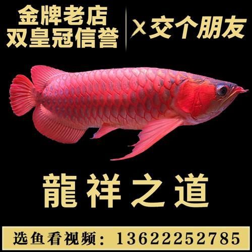 紅龍魚小魚苗圖片，如何挑選紅龍魚小魚苗
