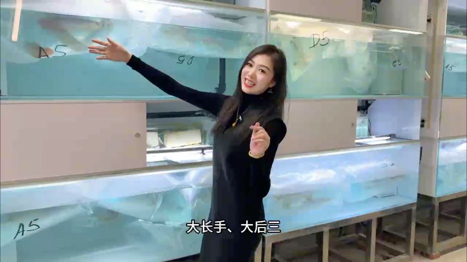 迎新年必須上狠貨！
大長手 大后三 你喜歡的都來了
誰還沒有獎勵自己新年禮物，可以來找我啦！
#萬隆天王紅龍 #龍魚 #紅龍 #觀賞魚 #養(yǎng)魚日記，萬隆天王紅龍成為你新年禮物的最佳