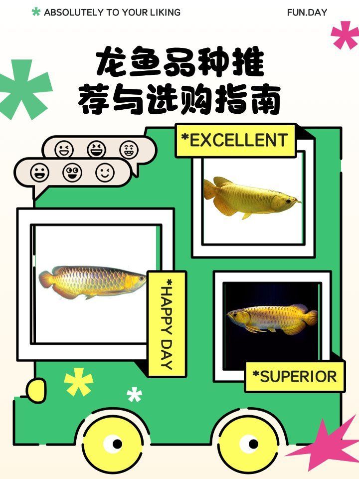 金頭金龍和古典金龍哪個更適合新手，金頭金龍與“古典金龍”哪個更適合新手——