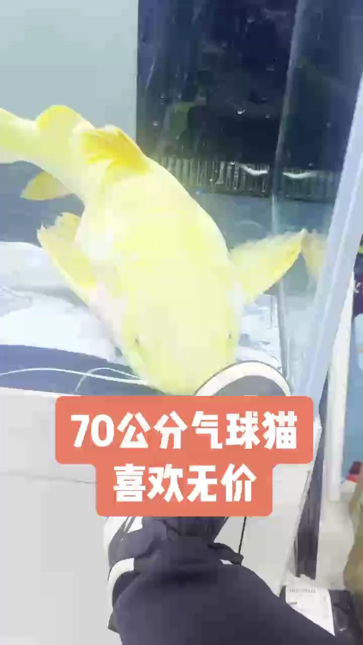 喜歡無(wú)價(jià)，“喜歡無(wú)價(jià)”的人見人愛(ài)