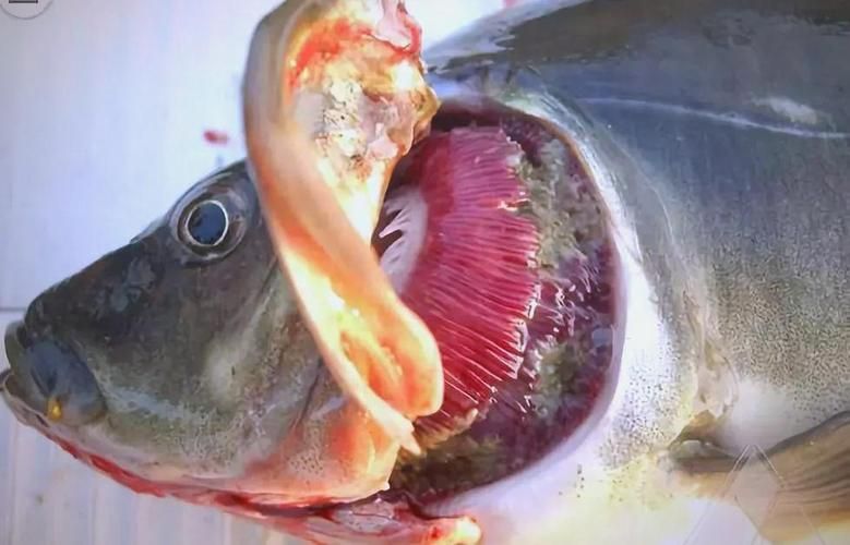 如何預防魚浮在水面上張嘴，西安地區養殖戶如何預防魚浮頭