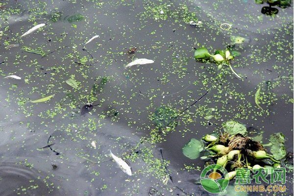 如何預防魚浮在水面上張嘴，西安地區養殖戶如何預防魚浮頭