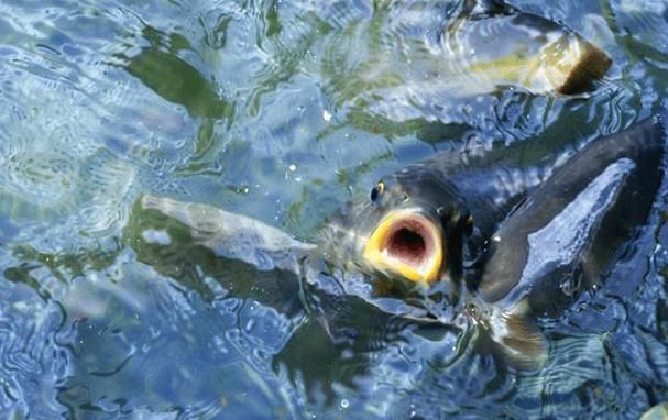 如何預防魚浮在水面上張嘴，西安地區養殖戶如何預防魚浮頭