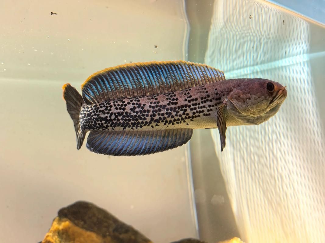 哪里可以購買到正宗的鬼王雷龍魚，如何辨別鬼王雷龍魚的真偽