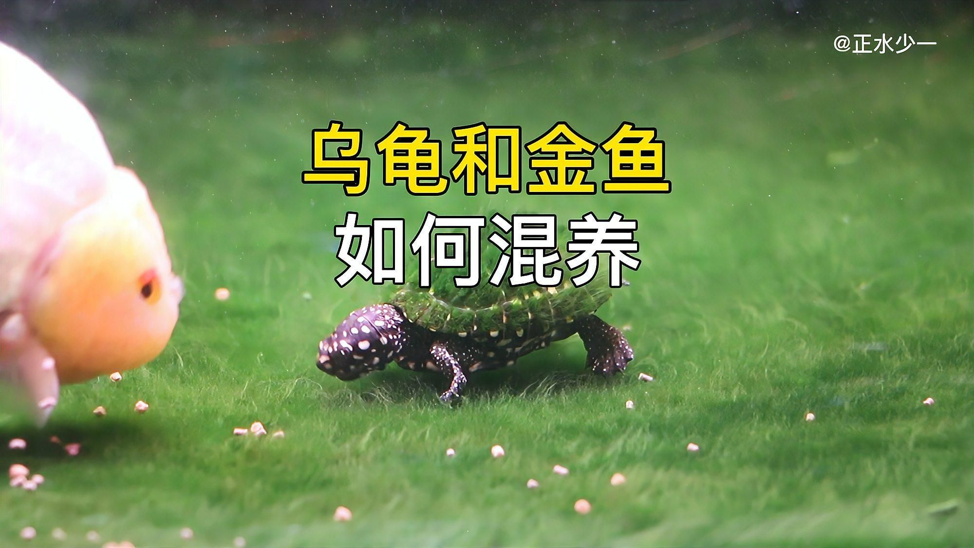 烏龜和魚(yú)一起養(yǎng)需要多久適應(yīng)，烏龜和魚(yú)適合混養(yǎng)嗎 烏龜和魚(yú)一起養(yǎng)需要多久適應(yīng)，烏龜和魚(yú)適合混養(yǎng)嗎 龍魚(yú)百科 第3張
