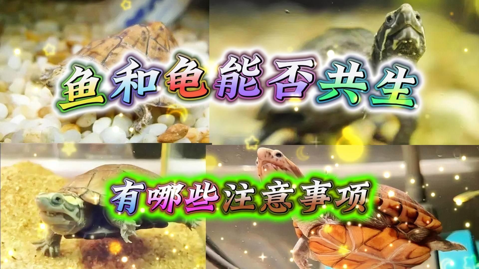 烏龜和魚(yú)一起養(yǎng)需要多久適應(yīng)，烏龜和魚(yú)適合混養(yǎng)嗎 烏龜和魚(yú)一起養(yǎng)需要多久適應(yīng)，烏龜和魚(yú)適合混養(yǎng)嗎 龍魚(yú)百科 第2張