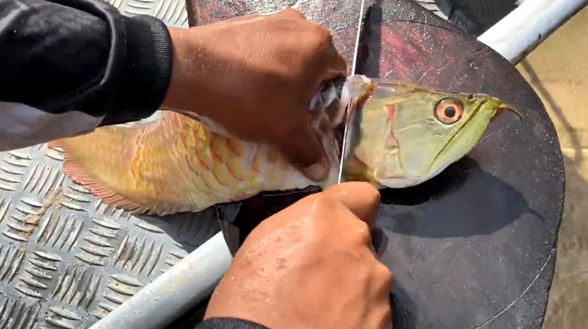 十大最貴龍魚排名，十大最貴龍魚排名，你知道嗎？