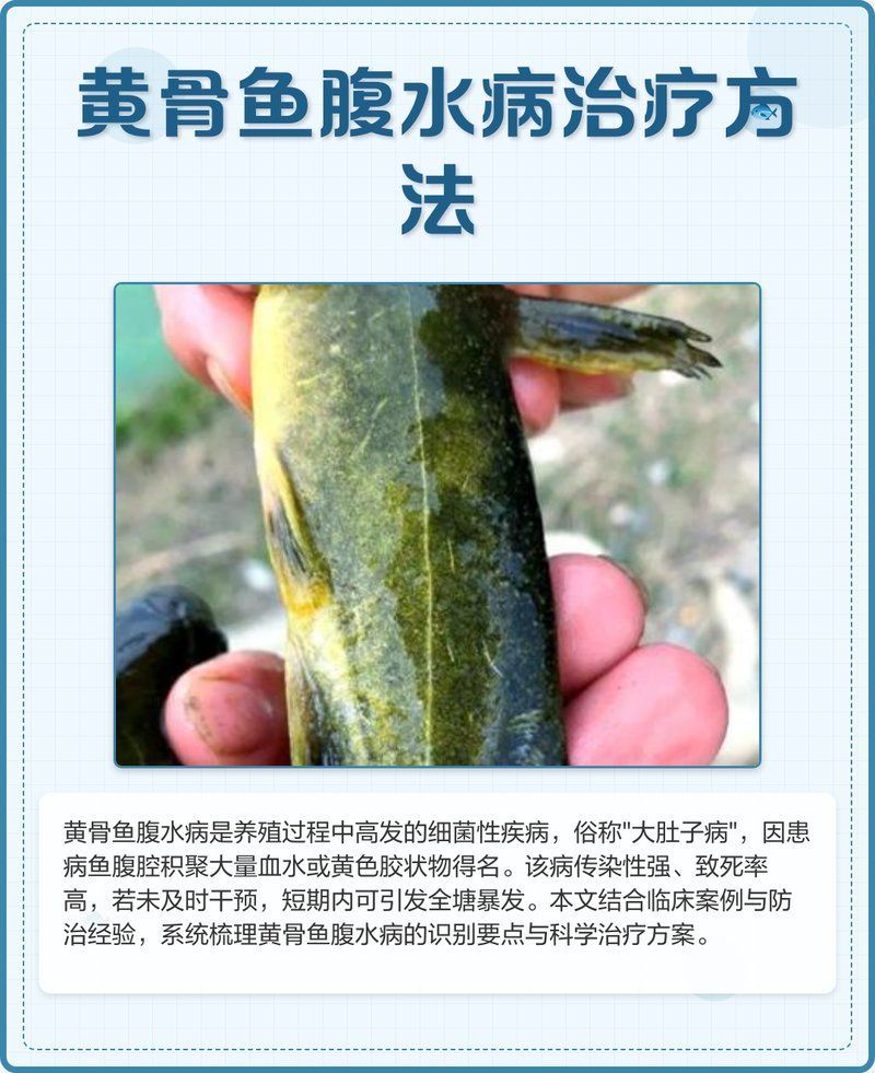 如何判斷魚池是否患有腹水病，如何判斷腹水病