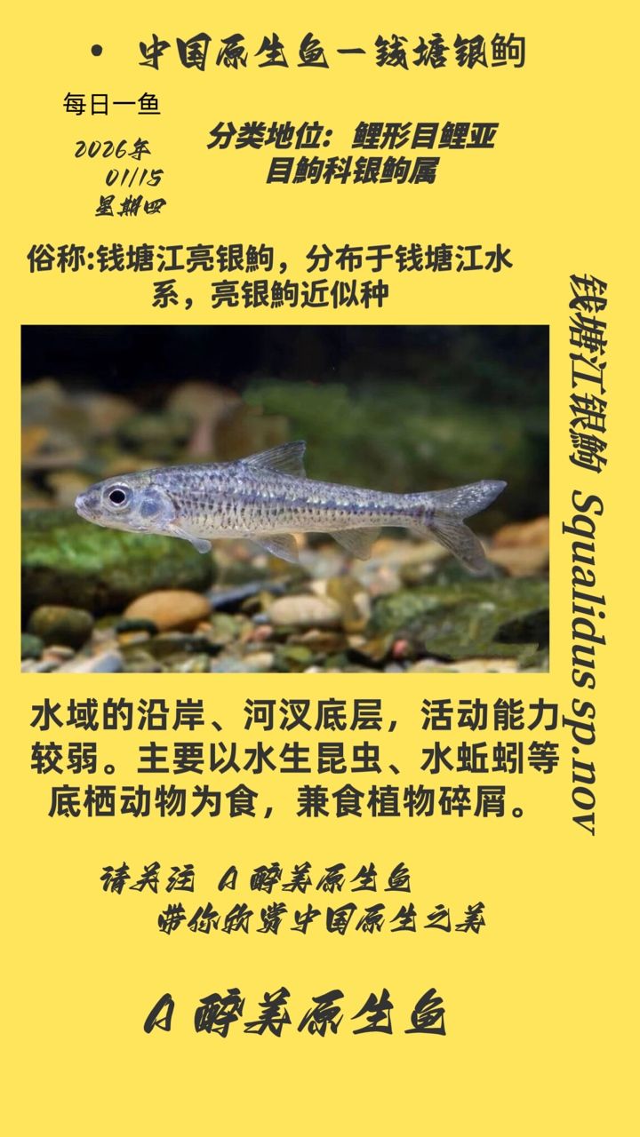 錢塘銀，中國(guó)古代貨幣文化的重要組成部分，錢塘銀具有一定的經(jīng)濟(jì)價(jià)值