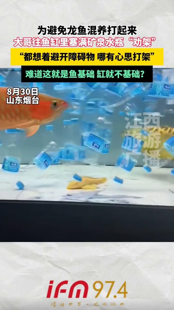龍魚打架后應該如何處理？，龍魚打架后如何保養？