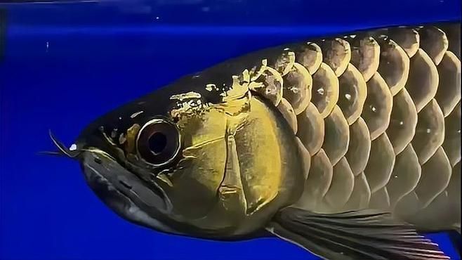 如何辨別金頭過背金龍魚的炮頭和平頭，炮彈頭過背金龍魚鑒賞