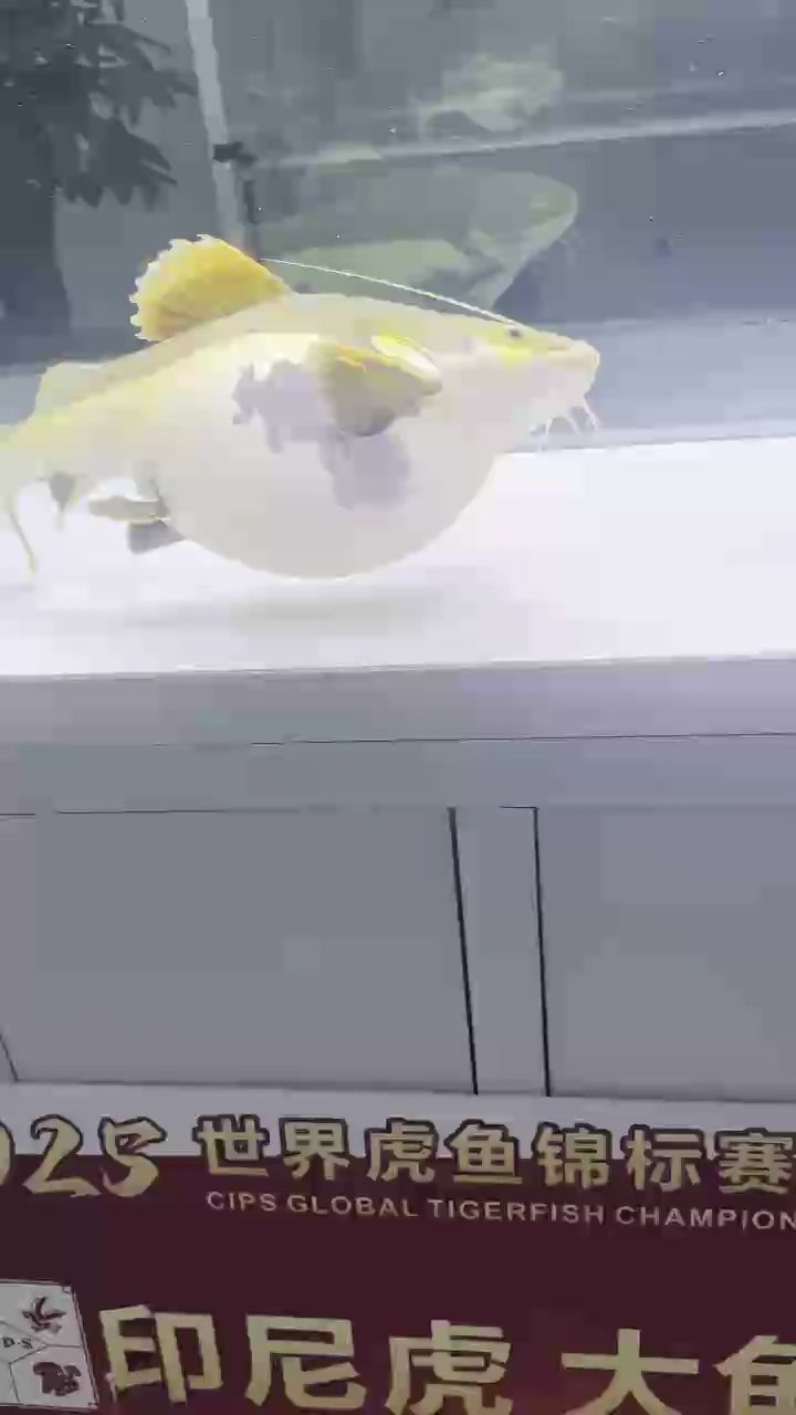 純欣賞，純欣賞是什么意思