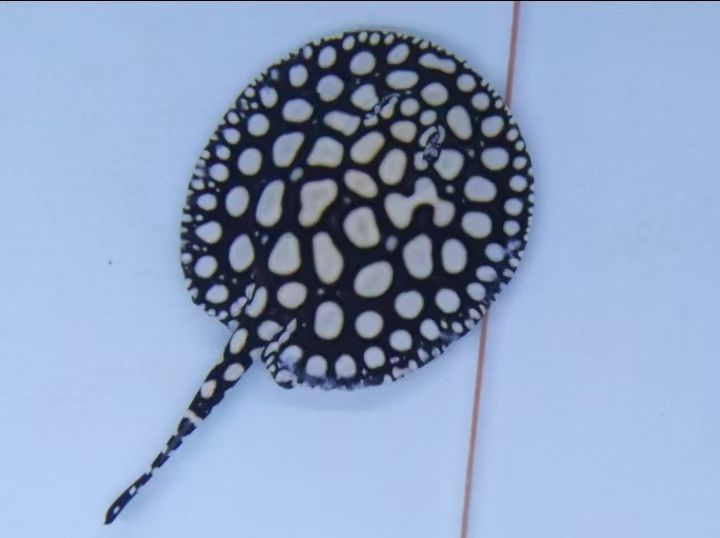 ，blazers17評論：人類對太空探索的歷程與未來展望