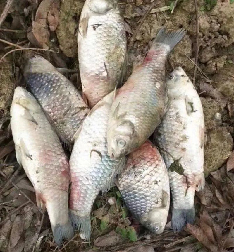 如何預防魚病的發生，如何防治魚病？