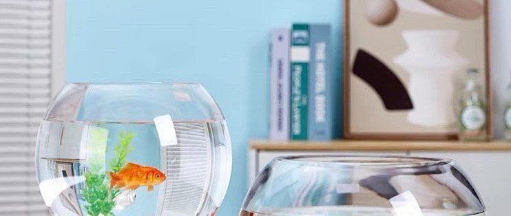 如何設置淡水水族箱，新手水族缸開缸全流程實拍