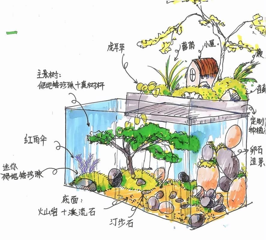 如何設置淡水水族箱，新手水族缸開缸全流程實拍