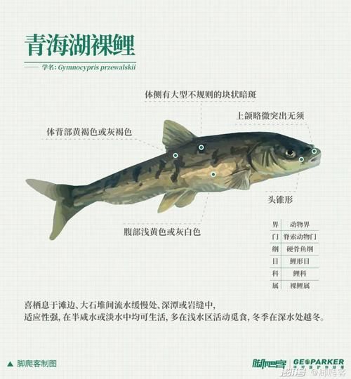 如何預防魚類的內寄與腸炎，如何預防魚類內寄與腸炎