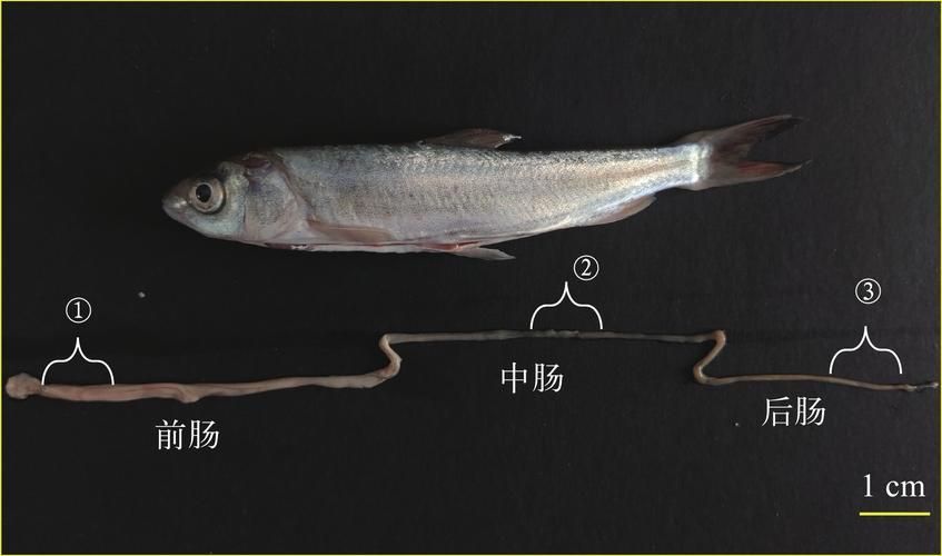 如何預防魚類的內寄與腸炎，如何預防魚類內寄與腸炎