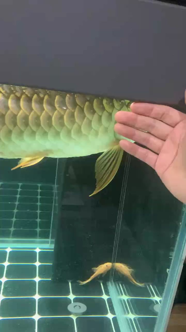 金龍，金龍的象征意義