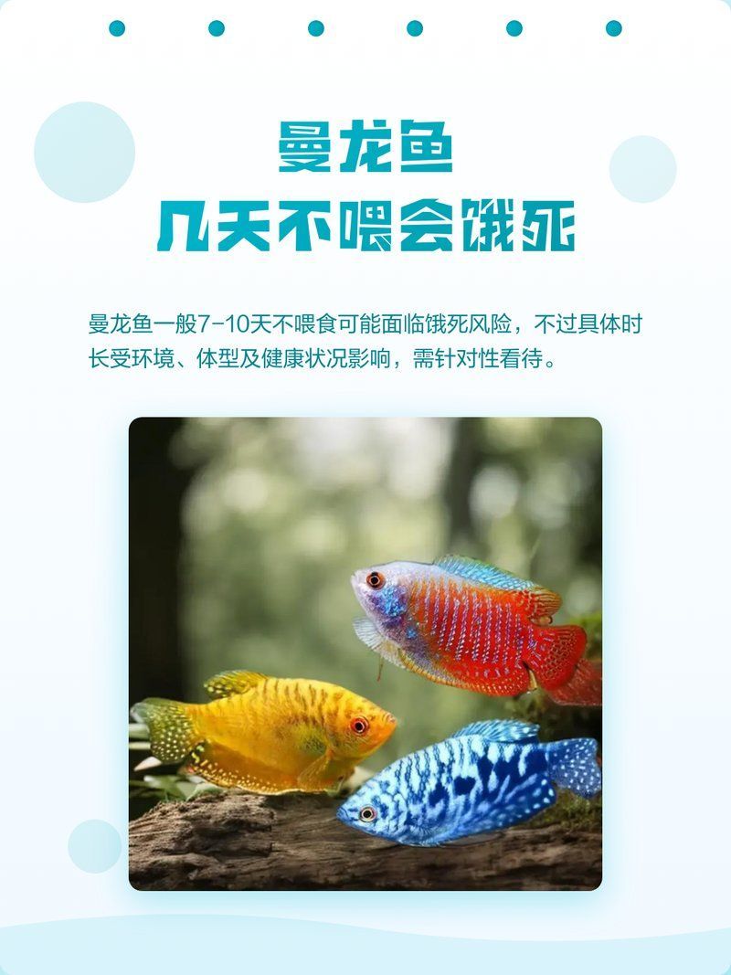 曼龍魚養(yǎng)殖中常見的問題有哪些，如何判斷曼龍魚是否健康