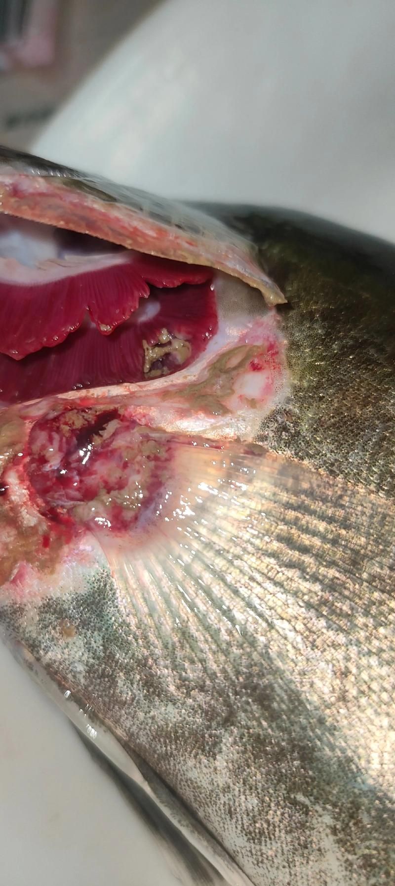 龍魚爛鰓最簡單三個步驟，龍魚爛鰓三步治療方法