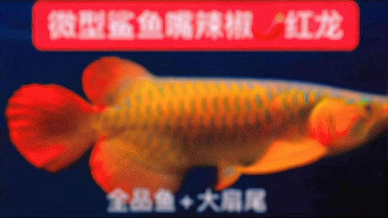 辣椒紅龍魚有哪些品系？，如何區分辣椒紅龍魚的品系？