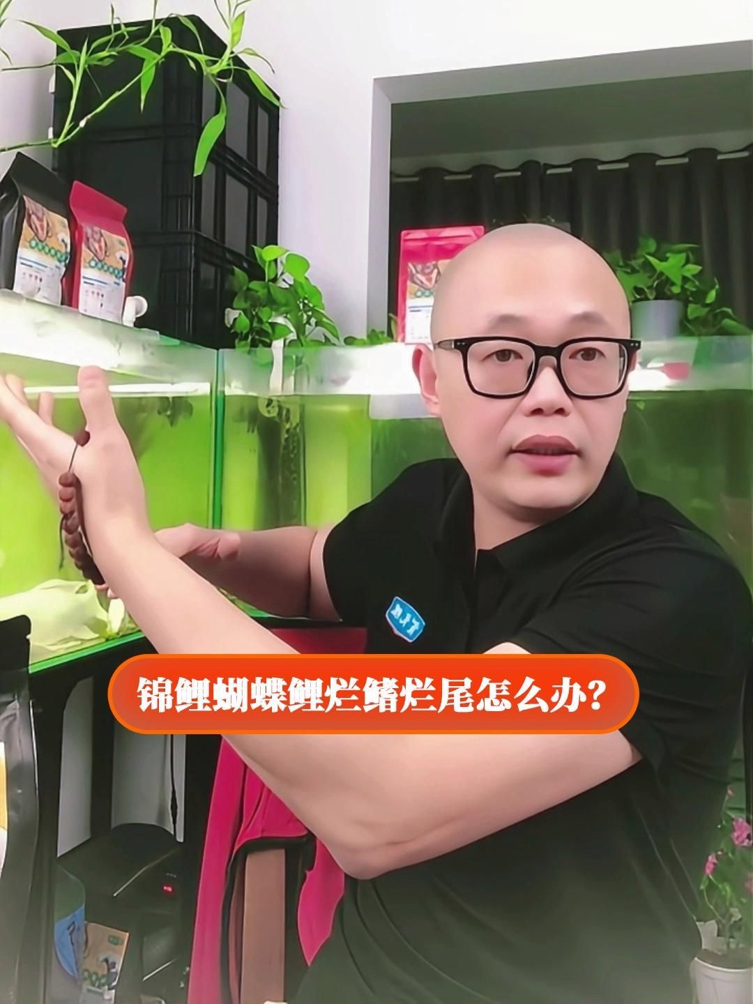 錦鯉爛尾會自愈嗎，錦鯉爛尾后如何護理？