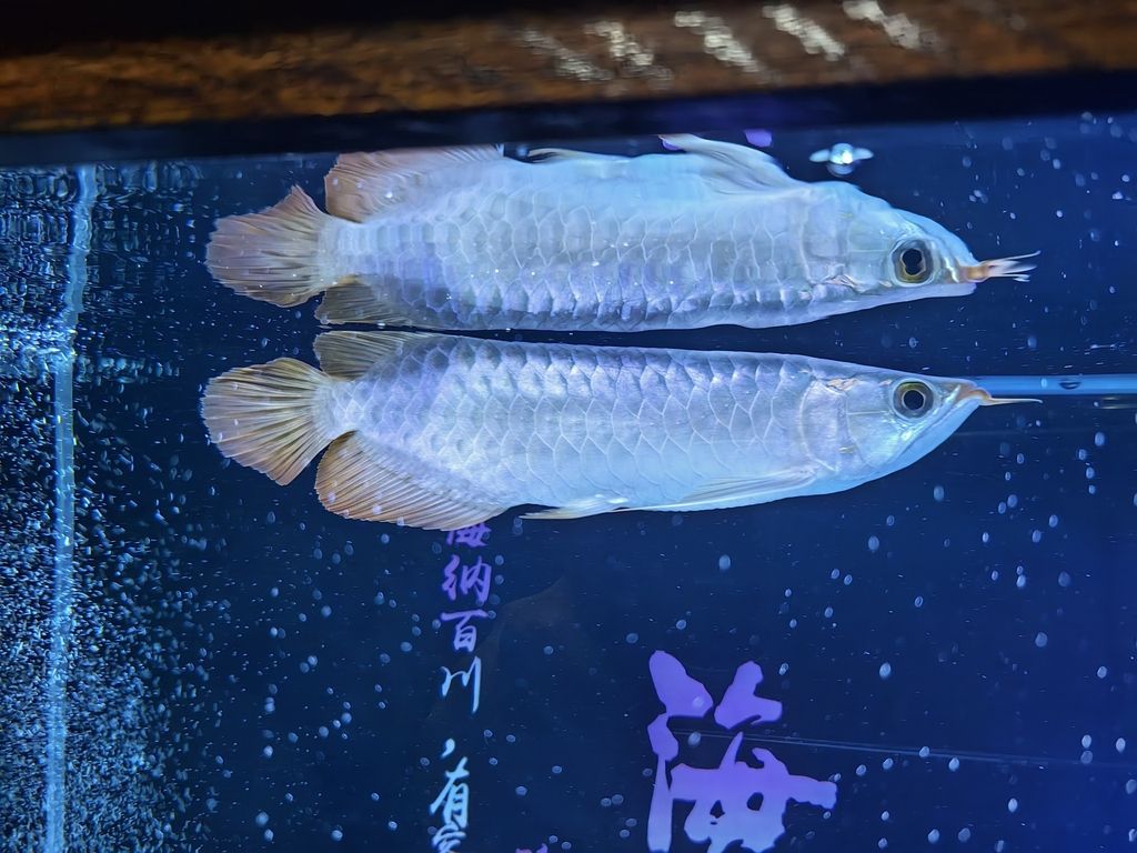 又添新成員了，又添新成員