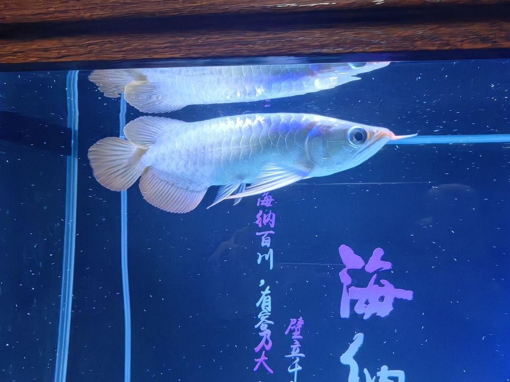 又添新成員了，又添新成員