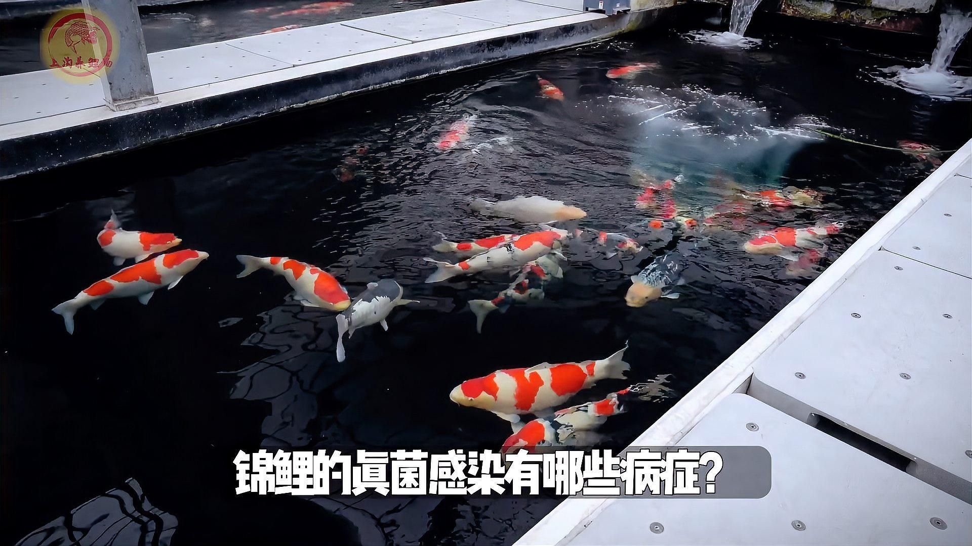 如何判斷魚缸真菌感染是否嚴重，——魚缸真菌感染治療魚缸真菌感染