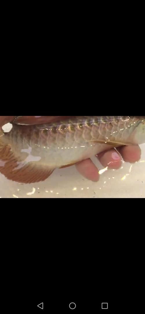 過背金龍魚價格，背金龍魚價格特征全解析金龍魚價格特征全解析
