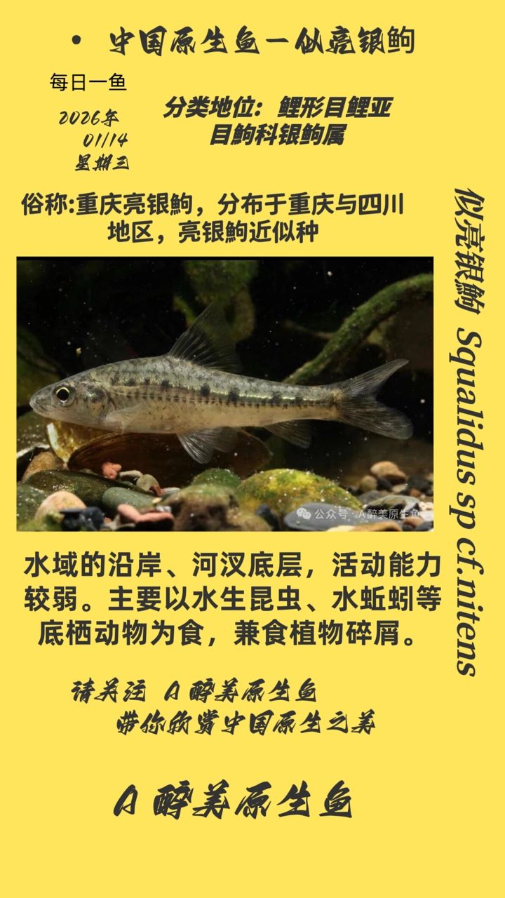 似亮銀，“似亮銀”概念在現(xiàn)代社會(huì)中的重要性