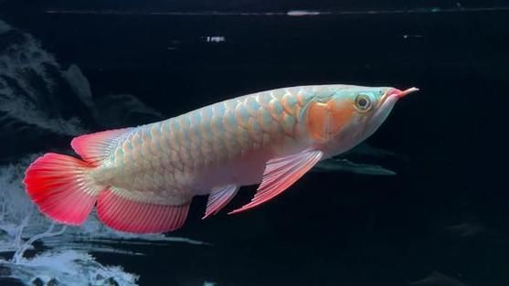 如何區分紅金龍魚的品種，紅金龍魚與金龍魚的區別