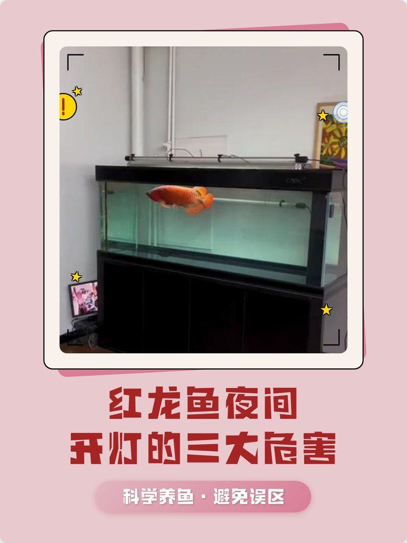 紅龍魚最忌三種燈，關于紅龍魚燈光問題