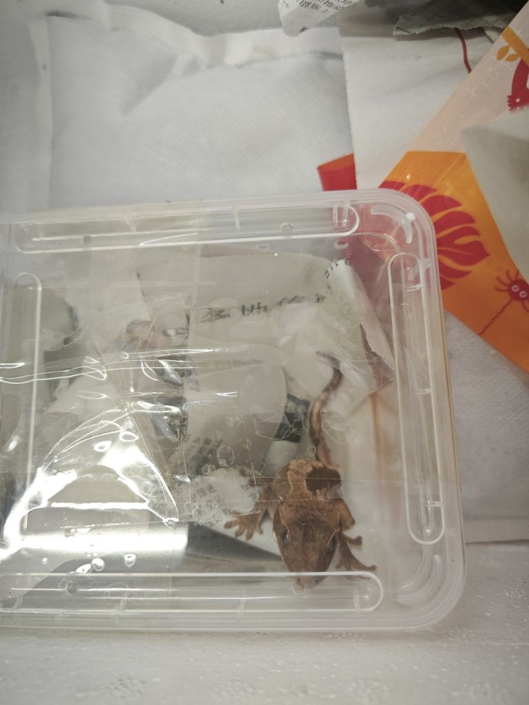 睫角守宮，睫角守宮到貨了