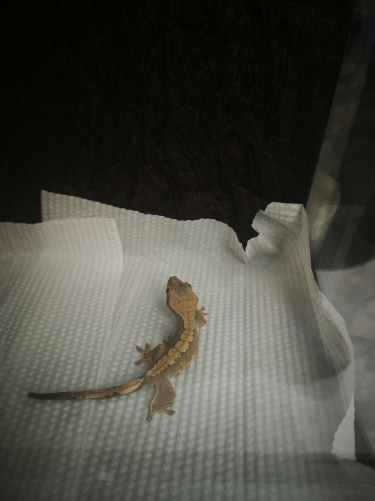 睫角守宮,睫角守宮到貨了 龍魚論壇 第4張 睫角守宮,睫角守宮到貨了 睫角守宮,睫角守宮到貨了 龍魚論壇 第4張