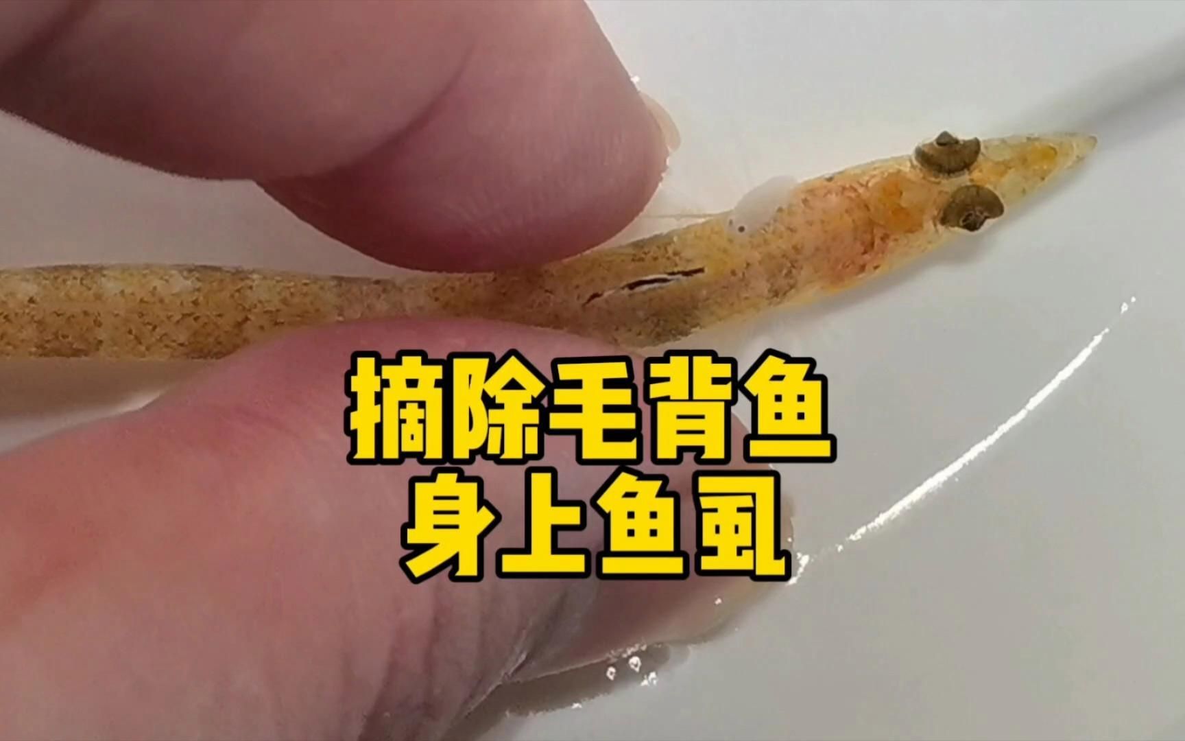 如何判斷魚是否感染鲺或魚虱，如何判斷魚是否感染了寄生蟲
